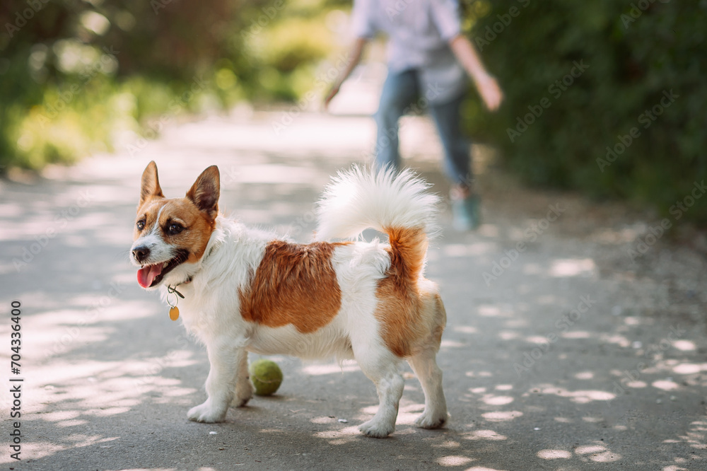 A brown dog walking on a sidewalk. 4917 A brown dog walking on a sidewalk. 4917
