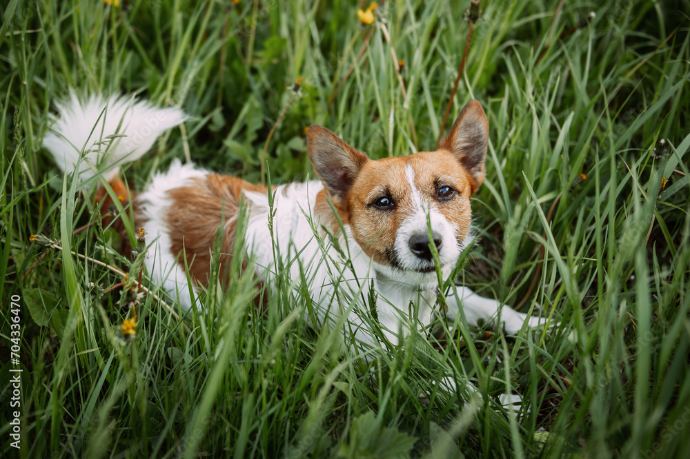 A dog running through grass in an outdoor field. 4928