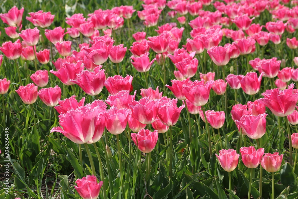 Rosa Tulpen formatfüllend im Tulpenfeld