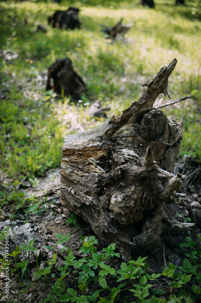A tree stump in a field surrounded by grass and rocks. 4948 A tree stump in a field surrounded by grass and rocks. 4948