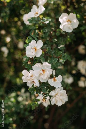 A group of white flowers 4957.