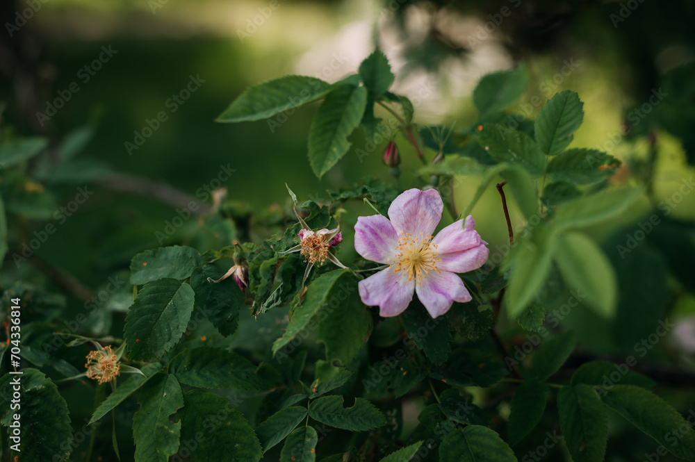 Obraz premium A group of pink flowers on a plant. The flowers are in full bloom and appear to be a type of rose. 4987