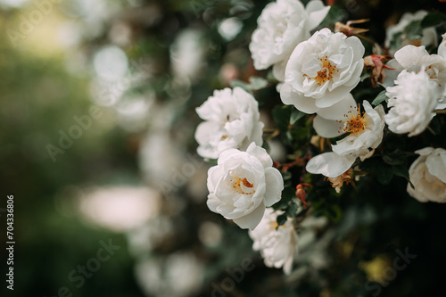 The image is a close-up of white flowers, possibly in a garden or outdoor setting. 4984