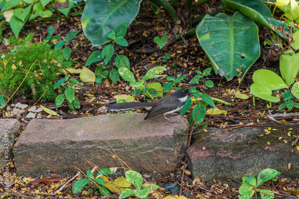 Magpie sitting on a stone brick at Makut Rommayasaran Park, Nonthaburi, Thailand, side view, selective focus Magpie sitting on a stone brick at Makut Rommayasaran Park, Nonthaburi, Thailand, side view, selective focus