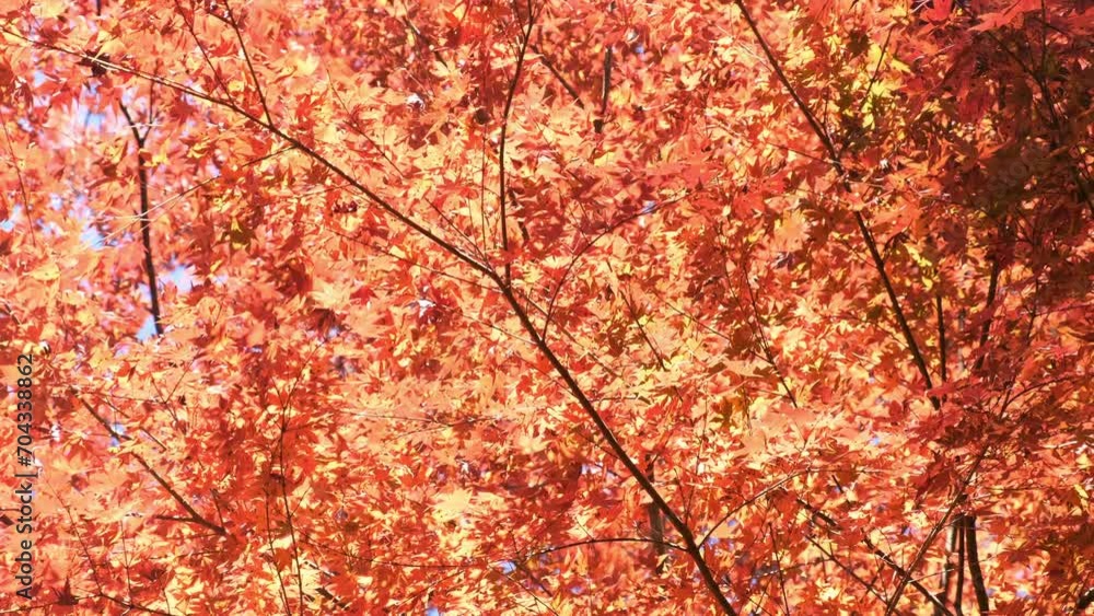 Sun rays pass through the autumn red leaves. Nature concept. Sun rays pass through the autumn red leaves. Nature concept.