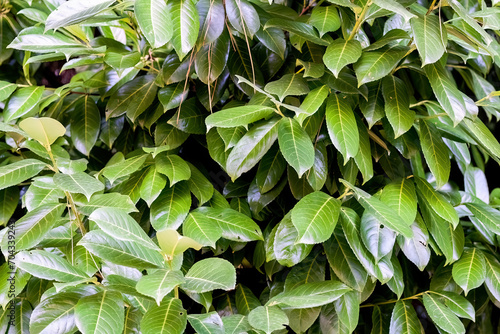 Green leaves of evergreen Magnolia delavayi tree photo