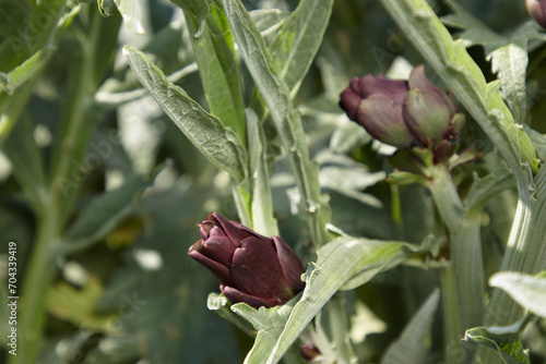 artichoke ready to be harvested from the plant