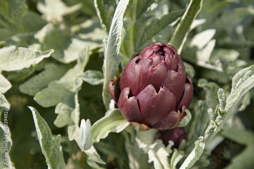 artichoke ready to be harvested from the plant
