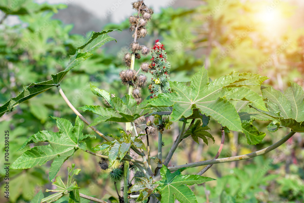 Ricinus communis, the castor bean or castor oil plant, Green seeds Castor oil plant, Herbs Ricinus communis, the castor bean or castor oil plant, Green seeds Castor oil plant, Herbs