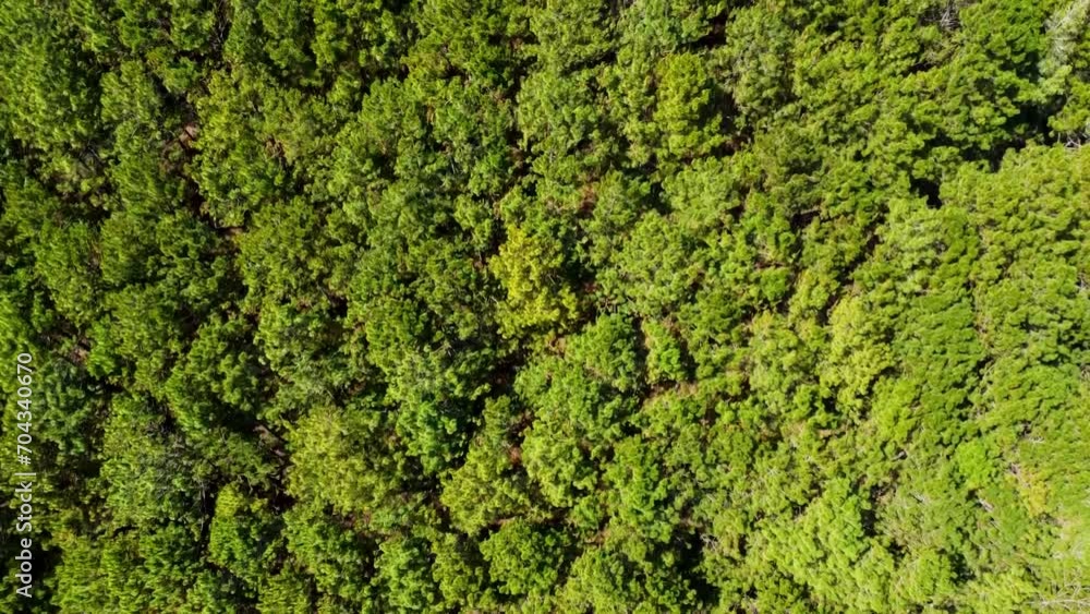 Aerial top view forest tree, Rainforest ecosystem and healthy environment concept and background, Texture of green tree forest view from above Aerial top view forest tree, Rainforest ecosystem and healthy environment concept and background, Texture of green tree forest view from above