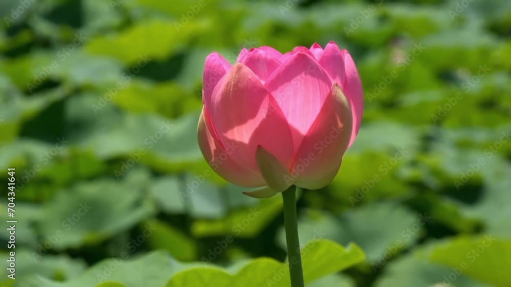 This pink lotus flower medium close up landscape pic a  is a symbol of purity in , peace, and enlightenment. It is often used in religious and spiritual practices.