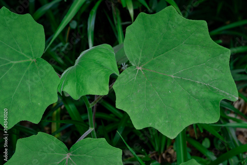 green plants in Azores island