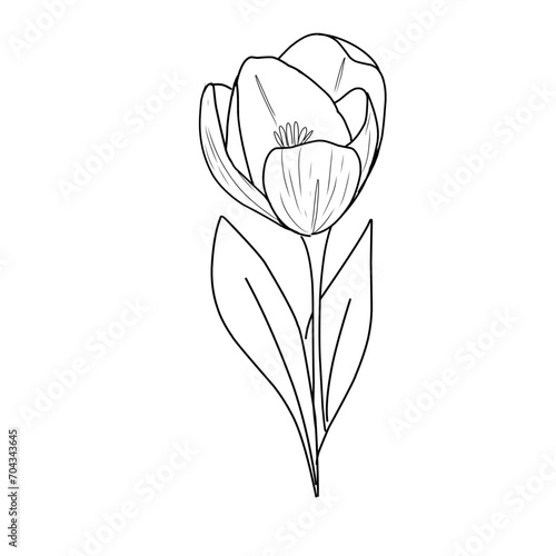 garis besar bunga tulip. Seni garis bunga tulip. Set cabang tulip yang digambar dengan tangan. Bunga Tulip diisolasi dengan latar belakang putih. ilustrasi vektor. sketsa bunga tulp. Gambar tangan bun photo