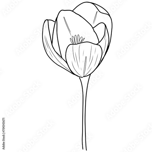 garis besar bunga tulip. Seni garis bunga tulip. Set cabang tulip yang digambar dengan tangan. Bunga Tulip diisolasi dengan latar belakang putih. ilustrasi vektor. sketsa bunga tulp. Gambar tangan bun