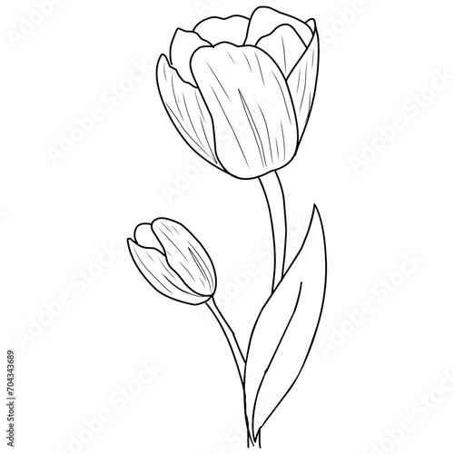 garis besar bunga tulip. Seni garis bunga tulip. Set cabang tulip yang digambar dengan tangan. Bunga Tulip diisolasi dengan latar belakang putih. ilustrasi vektor. sketsa bunga tulp. Gambar tangan bun