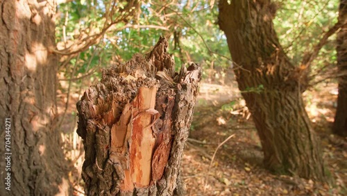 autumn landscape, broken tree on forest glade, old fallen trees and dry grass, close view, bright sunlight, beautiful nature

