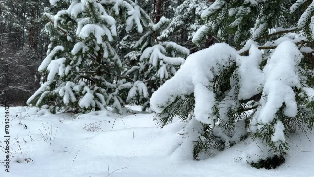 Snowfall background. Pine tree covered in Snow in a calm beautiful Winter forest. Snowflakes gently falling in slow motion. Snowfall background. Pine tree covered in Snow in a calm beautiful Winter forest. Snowflakes gently falling in slow motion.