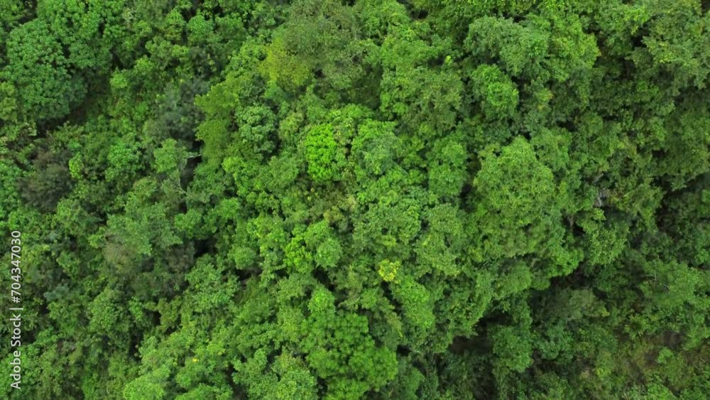 Dense Tropical Forest Aerial Flyover Dense Tropical Forest Aerial Flyover