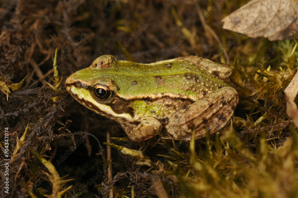 Closeup on a juvenile European edible frog, Pelophylax ridibundus sitting in moss Closeup on a juvenile European edible frog, Pelophylax ridibundus sitting in moss
