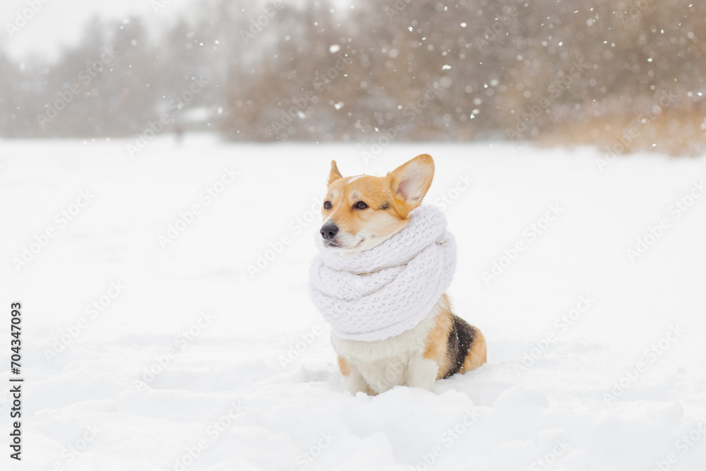 A cute three years old Welsh Corgi Pembroke walking out from behind snow-covered tree trunks against the backdrop of a frosty winter landscape. Muzzle in the snow. copy space