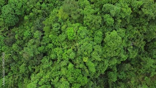 Aerial view of rainforest. Flight over the forest