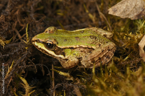 Closeup on a juvenile European edible frog, Pelophylax ridibundus sitting in moss