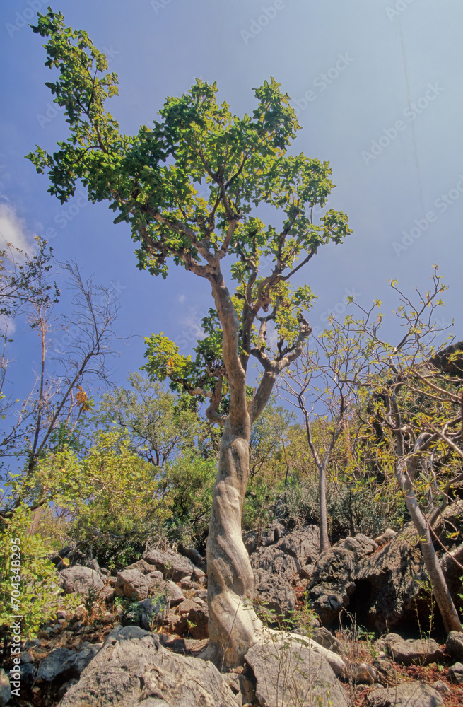 Obraz premium Commiphora myrrha