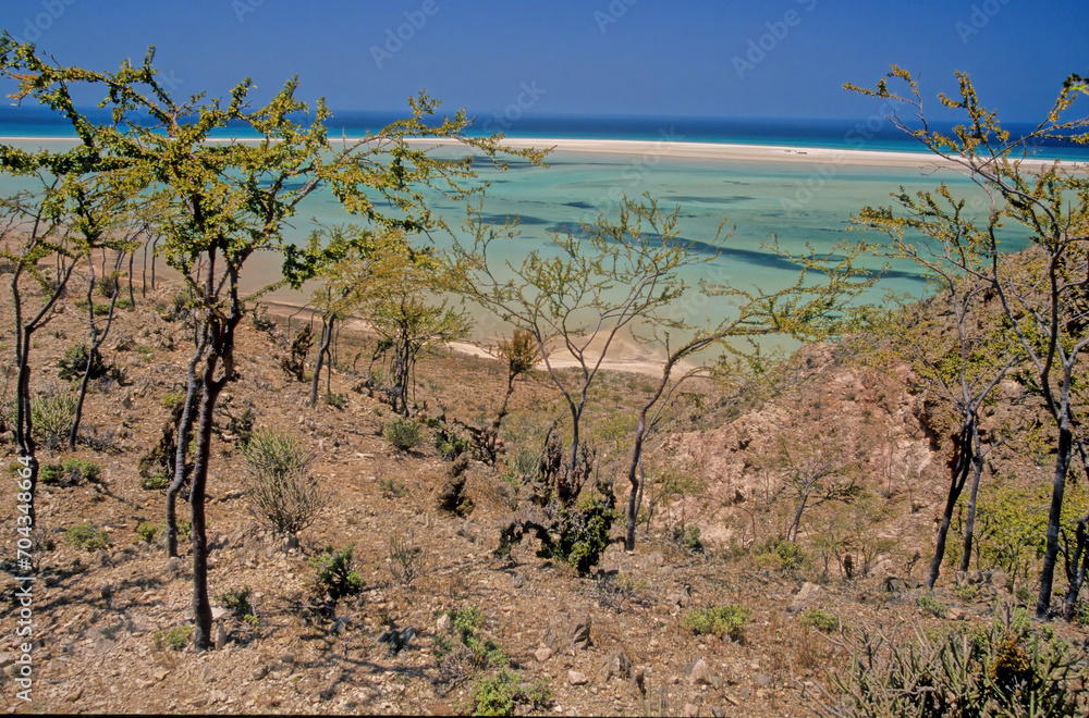 Obraz premium Croton socotranus