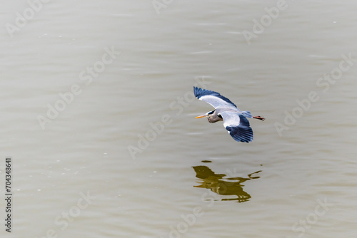 Gray Heron (Ardea Cinerea) flying over the water of the Guadalquivir River in Sotos de la Albolafia, Cordoba, Andalucia. photo