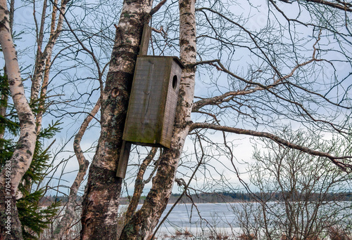 Log house for common goldeneye on birch trunk near the shoreline.