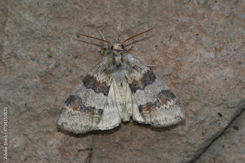 Dorsal closeup on the Oak Lutestring moth, Cymatophorina diluta sitting on a stone