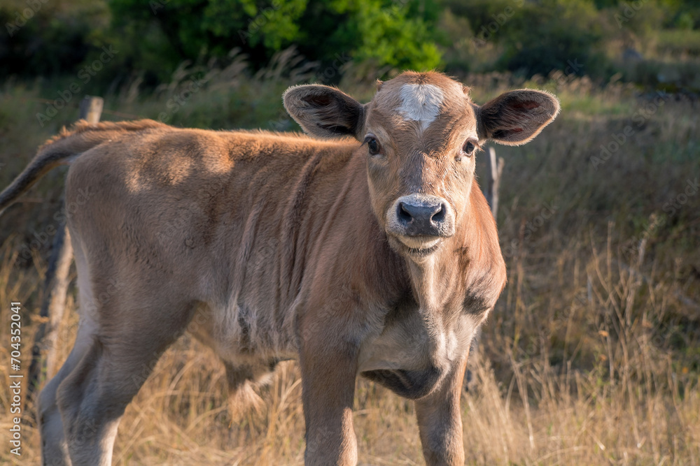 Little brown calf in the meadow staring at camera, close-up