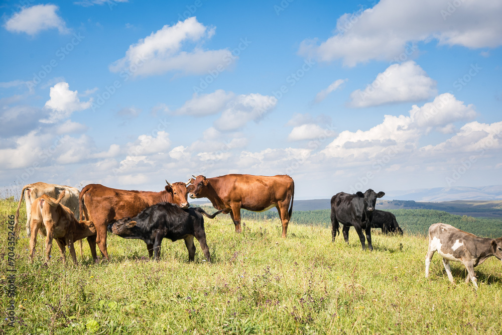 Calves feeding on the green meadow, other cows pasturing nearby Calves feeding on the green meadow, other cows pasturing nearby