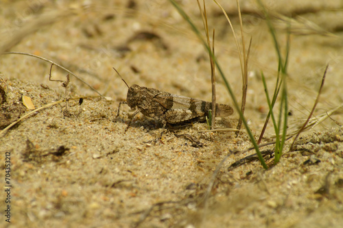 Closeup on a blue-winged grasshopper,  Oedipoda caerulescens sitting in the dunes at the Belgian coast © Henk