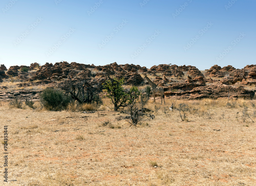 Landscape of Mapungubwe national park