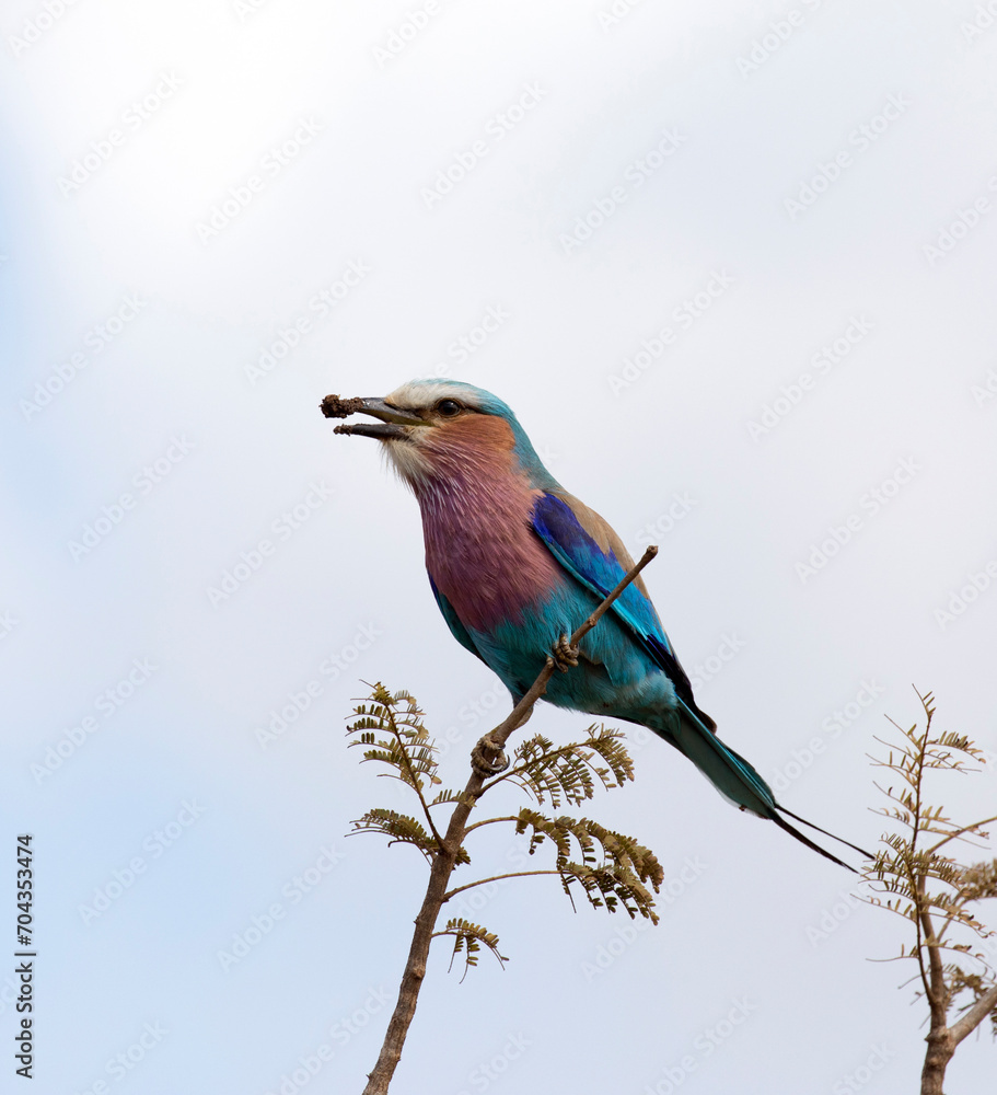 A photo of lilac breasted roller bird A photo of lilac breasted roller bird