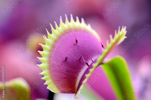 Leaves of Venus flytrap (Di...