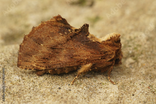 Closeup on the coxcomb prominent, Ptilodon capucina sitting on a stone photo