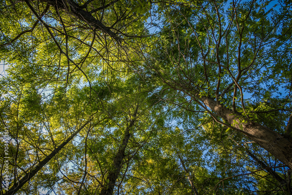 Fototapeta premium Looking up at the dense tree branches on a sunny day