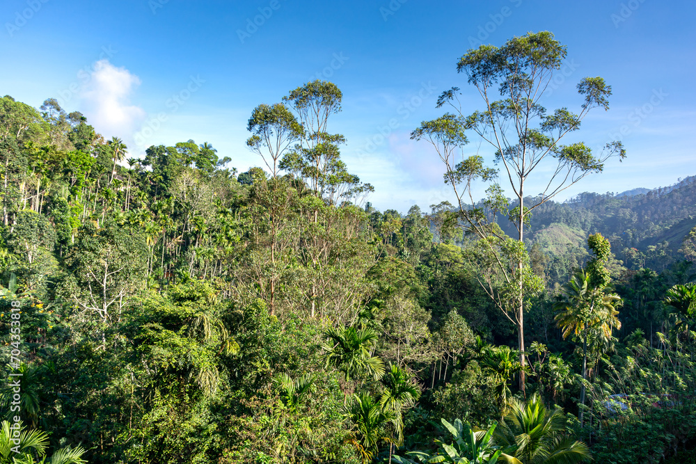 Fototapeta premium Rainforest near the city of Ella in Sri Lanka. Top view, aerial photography.