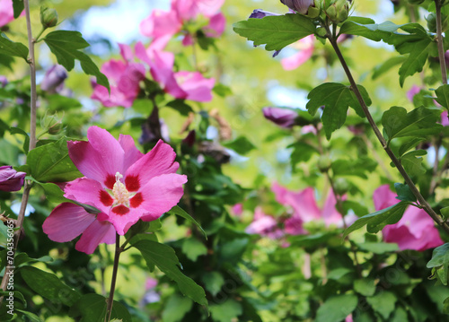 Pink or purple blooming hibiscus flower bush in nature or park