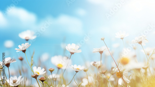 A fresh spring blue sunny sky background with blurred sunny glow and blooming daisy