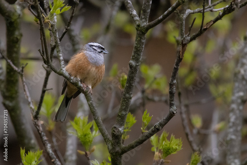 Rock bunting (Emberiza cia) perched on a branch