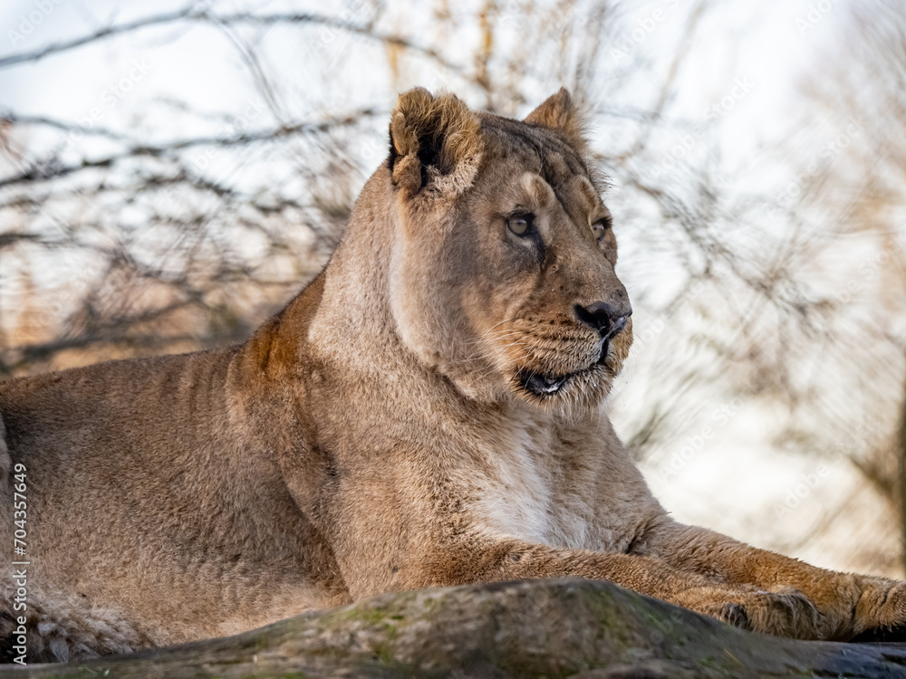 Fototapeta premium Asiatic Lions - Animals around a wildlife reserve
