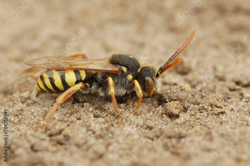 Closeup on a male of the Orange horned Nomad cleptoparasite solitary bee, Nomada fulvicornis photo