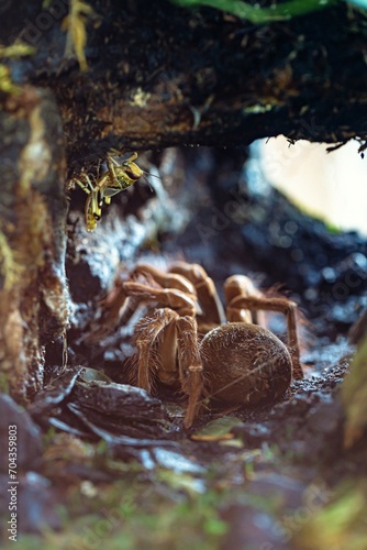 Foto spider on a leaf, Microcosmic Encounter: Goliath Bird-Eating Spider and Grasshop