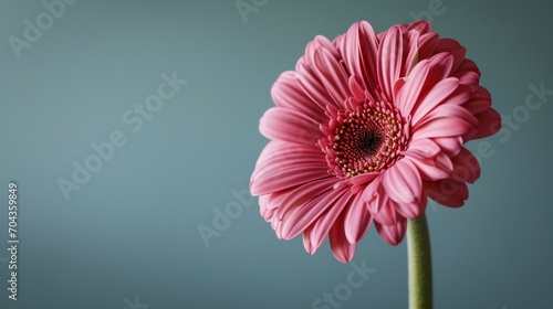 Pink gerbera flower isolated on blue background with copy space. Generative AI