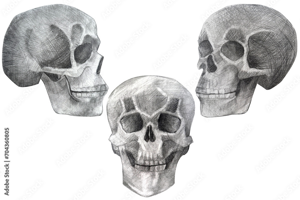 Obraz premium skull hand drawn in pencil drawing. human skull isolated on white in perspective.
