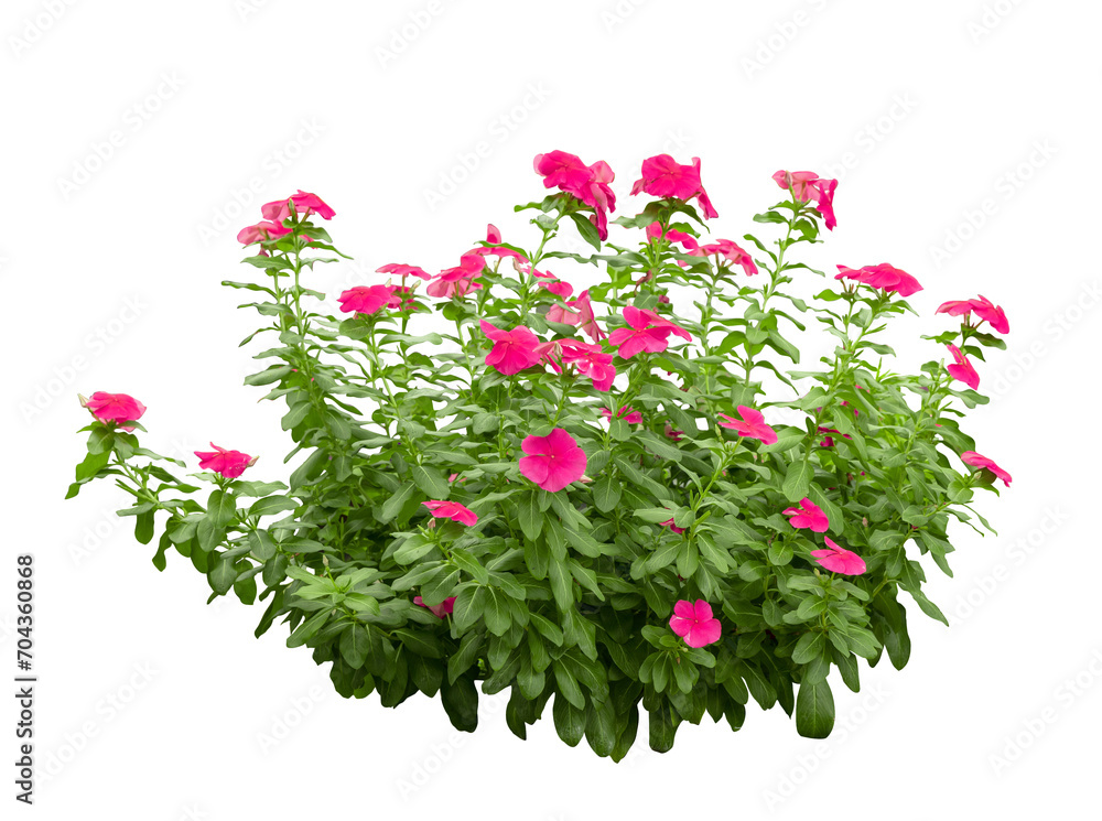 Tropical plant pink bush tree isolated on white background with clipping path.