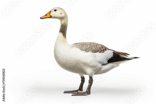 swan isolated on white background. generative ai